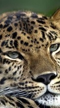Leopards,Tiere für Fly ERA Energy 3 IQ4417