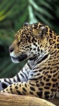 Lade kostenlos Hintergrundbilder Leopards,Tiere für Handy oder Tablet herunter.
