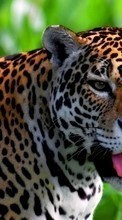 Lade kostenlos Hintergrundbilder Leopards,Tiere für Handy oder Tablet herunter.
