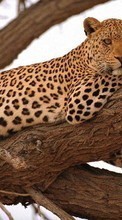 Lade kostenlos 480x800 Hintergrundbilder Tiere,Leopards für Handy oder Tablet herunter.