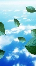 Pflanzen,Landschaft,Sky,Blätter,Clouds für BlackBerry Curve 9360