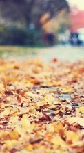 Landschaft,Herbst,Blätter für Samsung G600