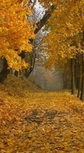Lade kostenlos Hintergrundbilder Blätter,Herbst,Landschaft für Handy oder Tablet herunter.
