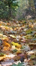 Pflanzen,Landschaft,Herbst,Blätter für Sony Xperia Z5 Premium