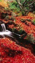 Lade kostenlos Hintergrundbilder Pflanzen,Landschaft,Flüsse,Herbst,Blätter für Handy oder Tablet herunter.