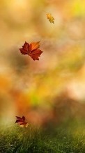 Lade kostenlos Hintergrundbilder Pflanzen,Landschaft,Grass,Herbst,Blätter für Handy oder Tablet herunter.