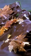 Lade kostenlos Hintergrundbilder Blätter,Herbst,Landschaft,Flüsse für Handy oder Tablet herunter.