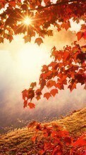 Lade kostenlos Hintergrundbilder Landschaft,Flüsse,Herbst,Blätter,Sun für Handy oder Tablet herunter.