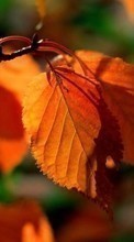 Lade kostenlos Hintergrundbilder Herbst,Blätter,Pflanzen für Handy oder Tablet herunter.