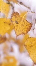 Lade kostenlos Hintergrundbilder Blätter,Herbst,Pflanzen für Handy oder Tablet herunter.