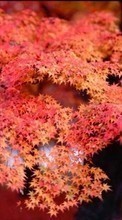 Lade kostenlos Hintergrundbilder Blätter,Herbst,Pflanzen für Handy oder Tablet herunter.