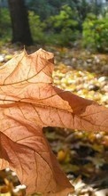 Pflanzen,Herbst,Blätter für BlackBerry Curve 9380