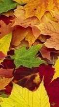 Lade kostenlos 320x480 Hintergrundbilder Pflanzen,Herbst,Blätter für Handy oder Tablet herunter.