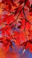 Lade kostenlos 1024x600 Hintergrundbilder Pflanzen,Herbst,Blätter für Handy oder Tablet herunter.