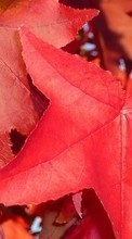 Lade kostenlos 800x480 Hintergrundbilder Pflanzen,Herbst,Blätter für Handy oder Tablet herunter.