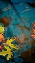Lade kostenlos Hintergrundbilder Pflanzen,Wasser,Herbst,Blätter für Handy oder Tablet herunter.
