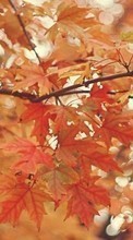 Lade kostenlos Hintergrundbilder Blätter,Herbst,Bilder für Handy oder Tablet herunter.