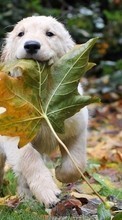 Lade kostenlos Hintergrundbilder Tiere,Hunde,Herbst,Blätter für Handy oder Tablet herunter.