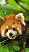 Lade kostenlos Hintergrundbilder Tiere,Blätter,Pandas für Handy oder Tablet herunter.