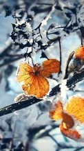 Blätter,Landschaft,Winterreifen für HTC Desire 816G