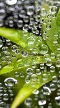 Lade kostenlos Hintergrundbilder Pflanzen,Wasser,Blätter,Bubbles für Handy oder Tablet herunter.