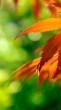 Blätter,Pflanzen für Samsung Galaxy Ace 3