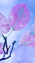 Blätter,Pflanzen für Sony Xperia acro S
