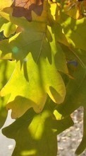 Pflanzen,Blätter für HTC One M8s
