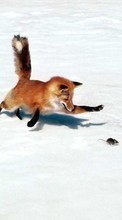 Lade kostenlos Hintergrundbilder Tiere,Mäuse,Schnee,Fox für Handy oder Tablet herunter.