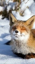 Lade kostenlos Hintergrundbilder Tiere,Winterreifen,Schnee,Fox für Handy oder Tablet herunter.