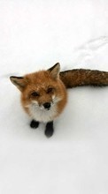 Lade kostenlos Hintergrundbilder Fox,Schnee,Tiere,Winterreifen für Handy oder Tablet herunter.