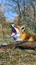 Lade kostenlos Hintergrundbilder Tiere,Fox für Handy oder Tablet herunter.