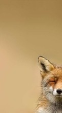 Fox,Tiere