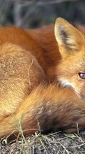 Lade kostenlos Hintergrundbilder Fox,Tiere für Handy oder Tablet herunter.