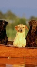 Boote,Hunde,Tiere für Nokia Lumia 530