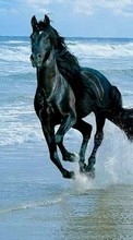 Lade kostenlos Hintergrundbilder Tiere,Pferde,Sea,Waves für Handy oder Tablet herunter.