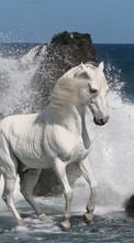 Lade kostenlos Hintergrundbilder Tiere,Pferde,Sea für Handy oder Tablet herunter.