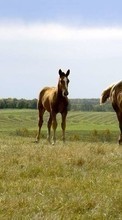 Lade kostenlos Hintergrundbilder Tiere,Grass,Sky,Pferde für Handy oder Tablet herunter.