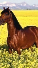 Pferde,Landschaft,Felder,Tiere für Apple iPhone 4