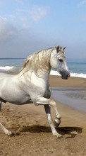Lade kostenlos Hintergrundbilder Tiere,Pferde,Strand für Handy oder Tablet herunter.