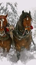 Lade kostenlos Hintergrundbilder Schnee,Tiere,Winterreifen,Pferde für Handy oder Tablet herunter.