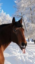 Humor,Tiere,Pferde für HTC Desire 200