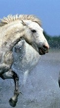 Lade kostenlos 720x1280 Hintergrundbilder Tiere,Pferde für Handy oder Tablet herunter.