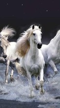 Lade kostenlos Hintergrundbilder Tiere,Pferde für Handy oder Tablet herunter.