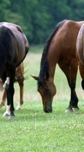 Lade kostenlos Hintergrundbilder Pferde,Tiere für Handy oder Tablet herunter.