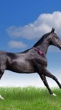 Pferde,Tiere für LG Optimus Pro C660