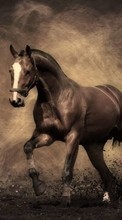 Lade kostenlos Hintergrundbilder Pferde,Tiere für Handy oder Tablet herunter.
