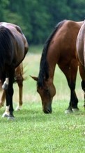 Pferde,Tiere für LG KS360