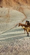 Pferde,Tiere für Samsung Galaxy Note 2