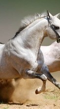 Pferde,Tiere für Samsung Galaxy Chat